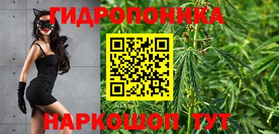 крисы Кингисепп